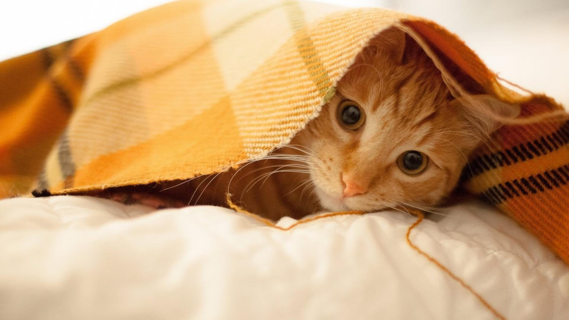 九游娱乐官网 (jiuyou)-_文化体育结合：非遗项目赛事精彩纷呈_，非物质文化遗产传统体育和游艺