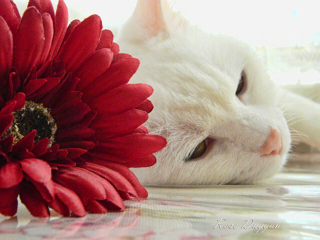 九游-“农村足球振兴计划全面启动，普及基层足球运动”，乡村足球俱乐部