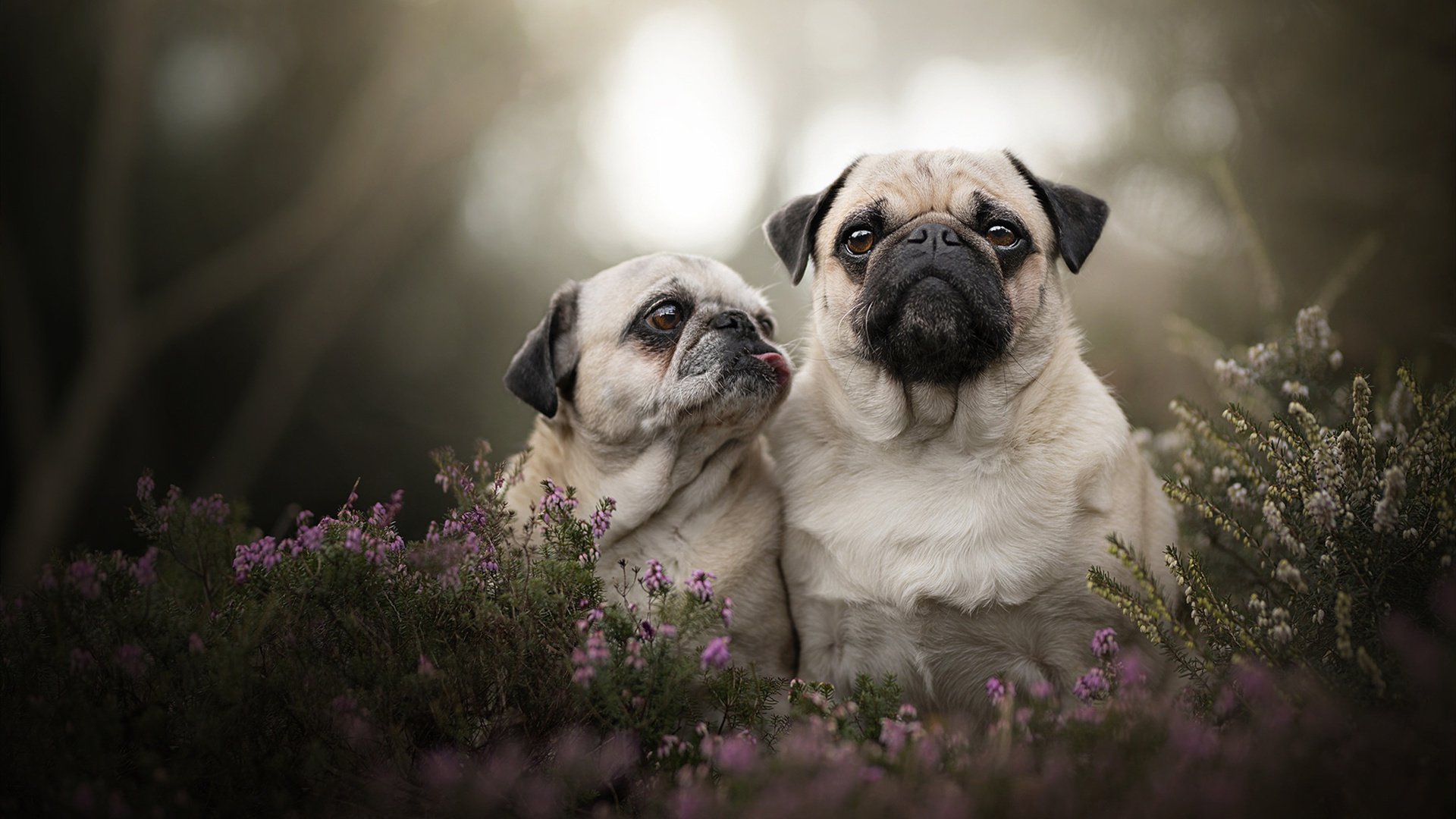 “雪原霸主：冰封赛段的速度传说”，冰封雪域地图