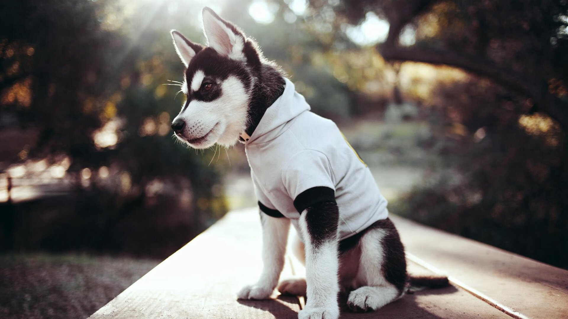 九游娱乐(jiuyou)官方网站-【经典逆转】史上最震撼的比赛之一：丁俊晖的战术奇迹，丁俊晖上演奇迹般逆转