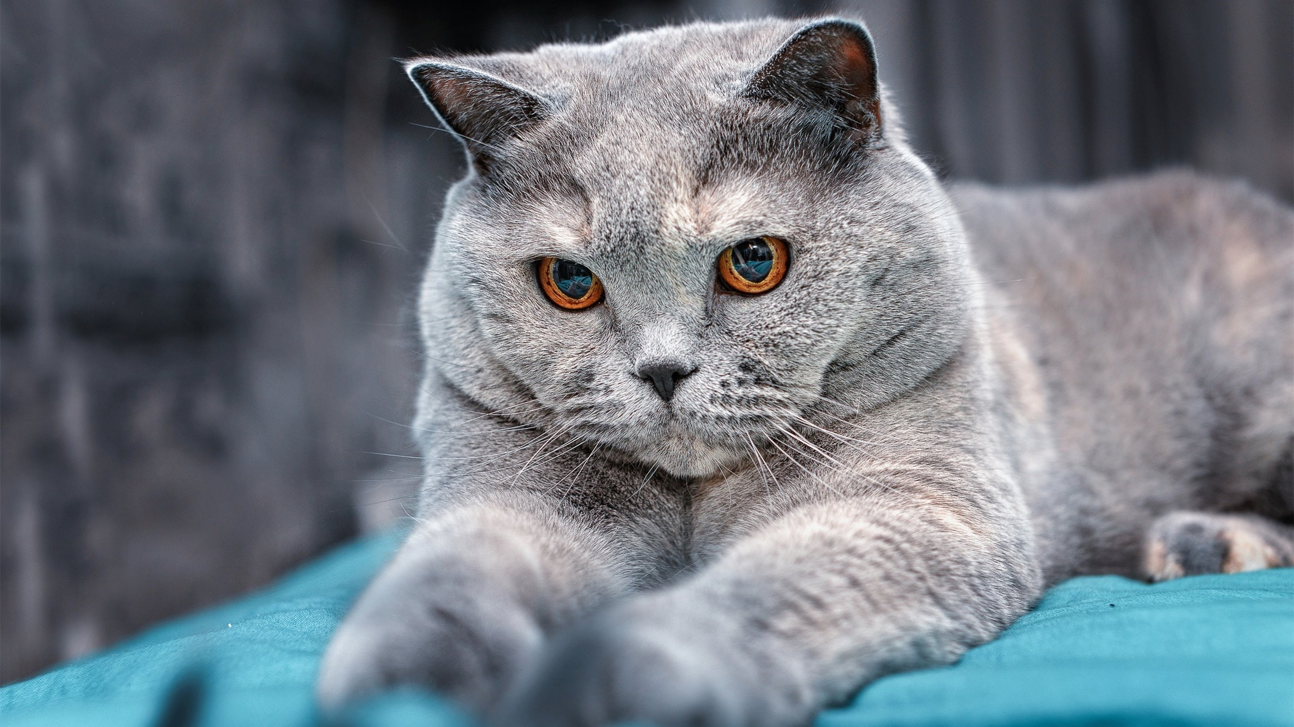 中国驻菲律宾大使馆联合湾区翼龙篮球队等举办篮球慈善活动,促进中菲体育文化交流。