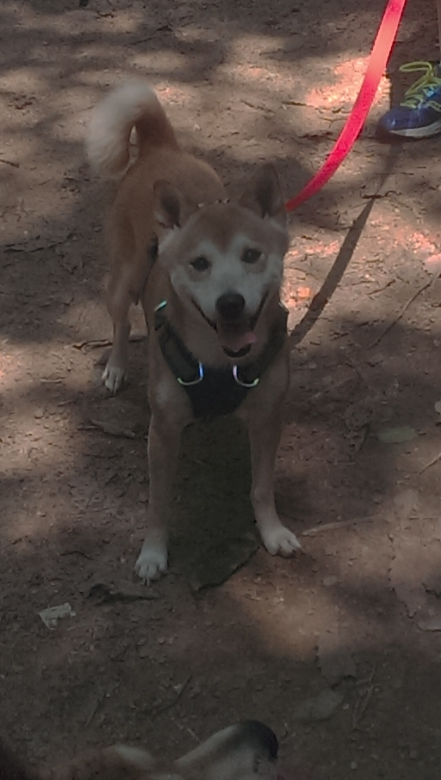 九游网-特色青春篮球文化在全国多省大力推广，塑造行业新生态，青春篮球队名