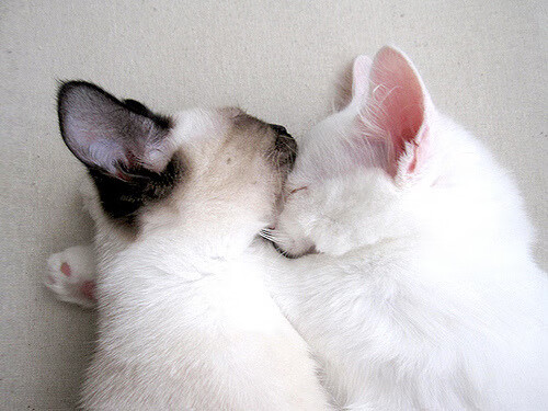 绿色能源助力F1奔跑，未来可期，绿色能源gsc