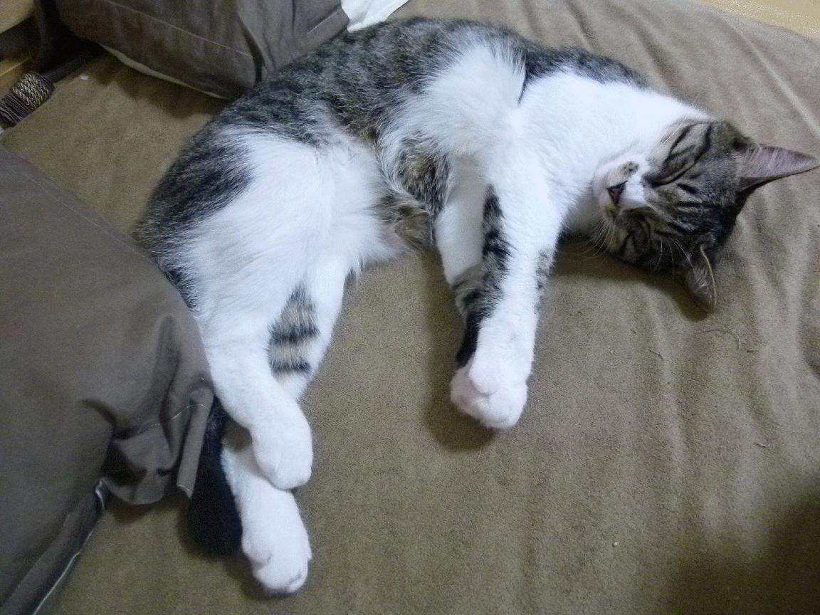 切尔西女足赞助商支持力度提升，切尔西女足夺冠