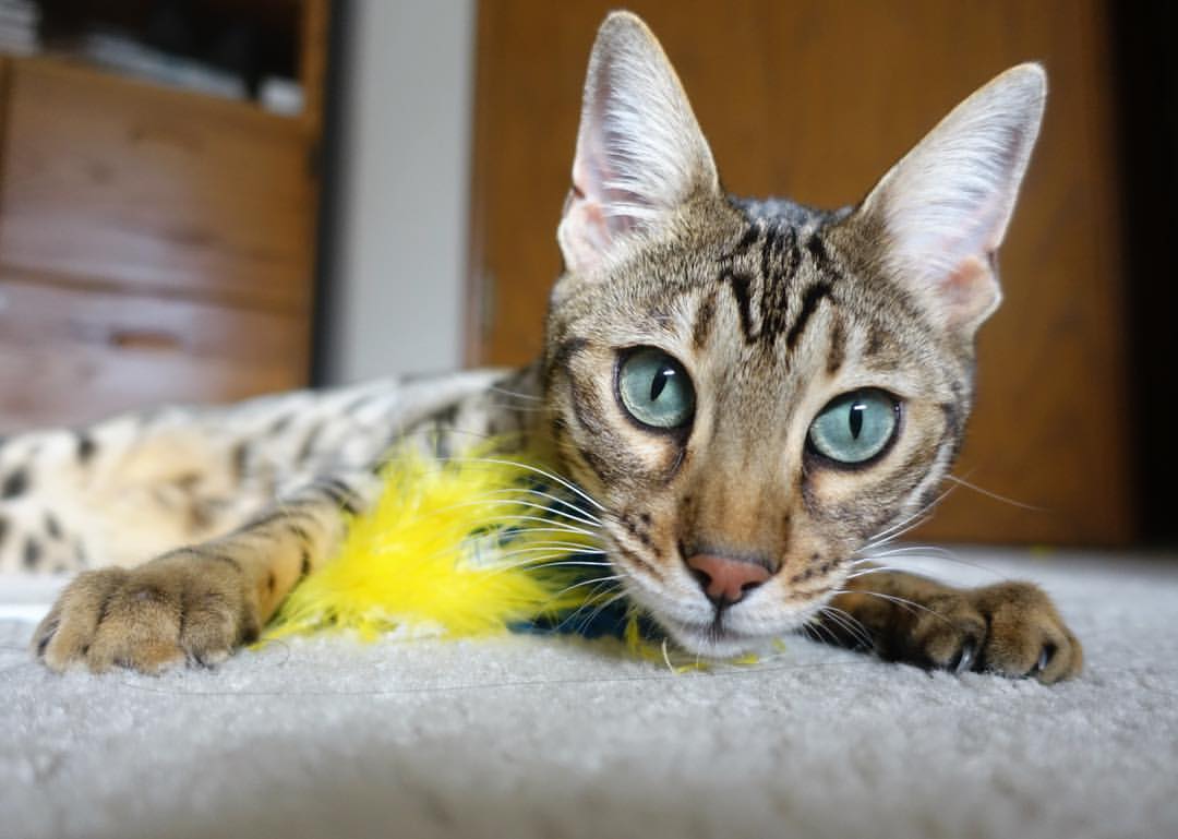 哈兰德再破纪录，欧冠帽子戏法率队晋级，哈兰德欧冠进球集锦