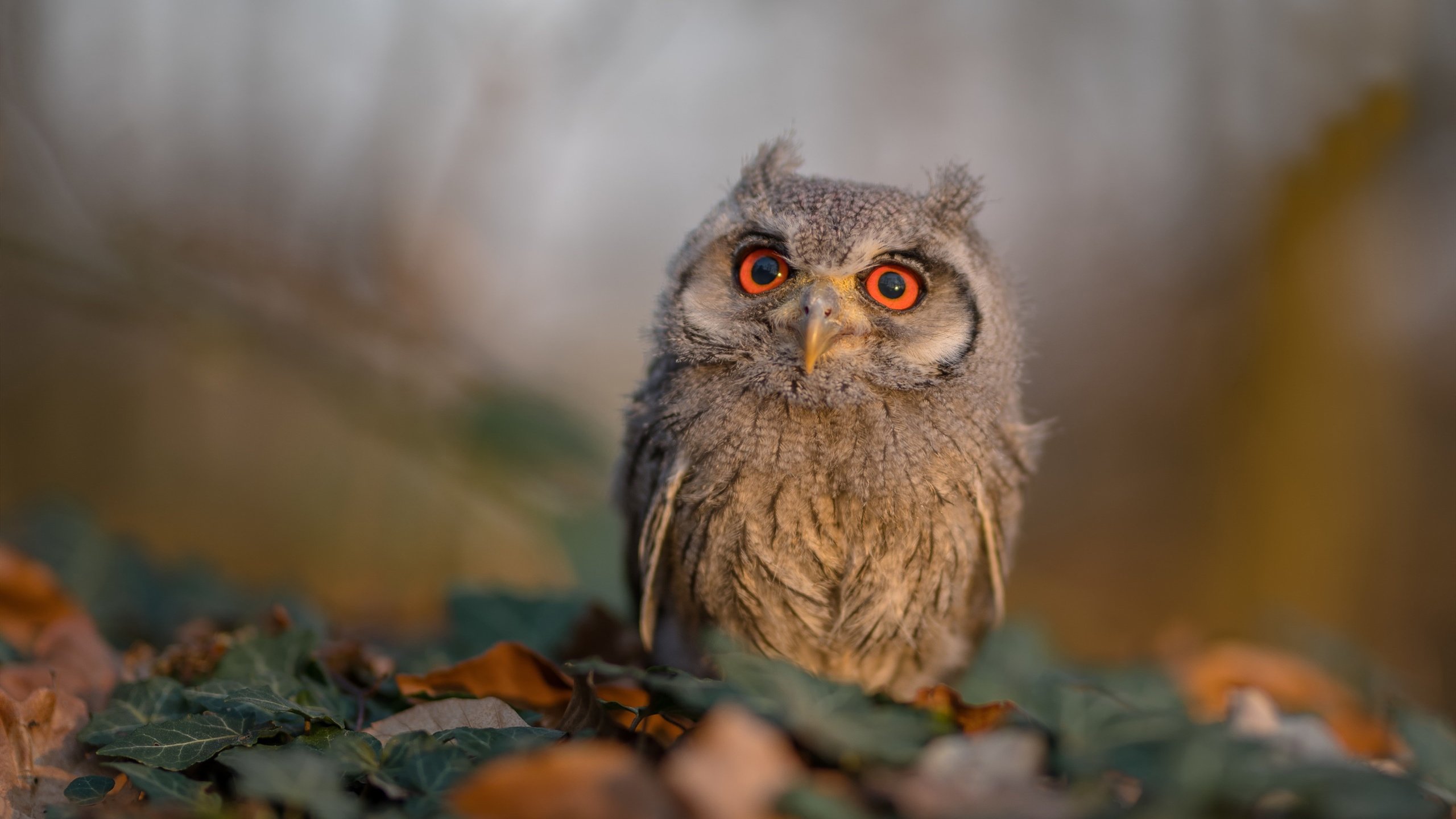 圣埃蒂安备战豪门巴黎，期待全取三分，圣埃蒂安 里尔