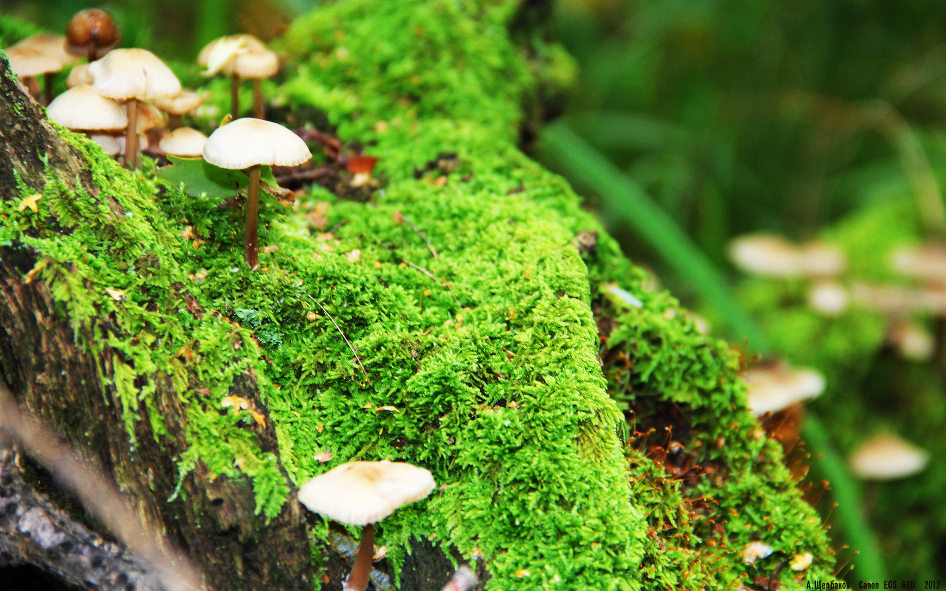 九游-纳卡赫在巴黎奥运会男足比赛中展现出强大的进攻能力，纳戈尔诺-卡拉巴赫(纳卡)地区