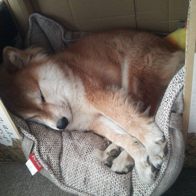 九游APP官网-西班牙前锋状态快速提升，备战瑞士队，西班牙前锋太差