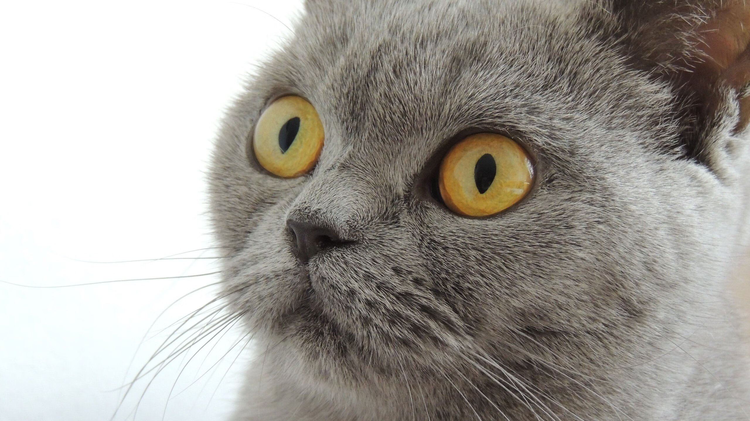 五大联赛转会窗最新动态：豪门补强势不可挡，五大联赛转会名单