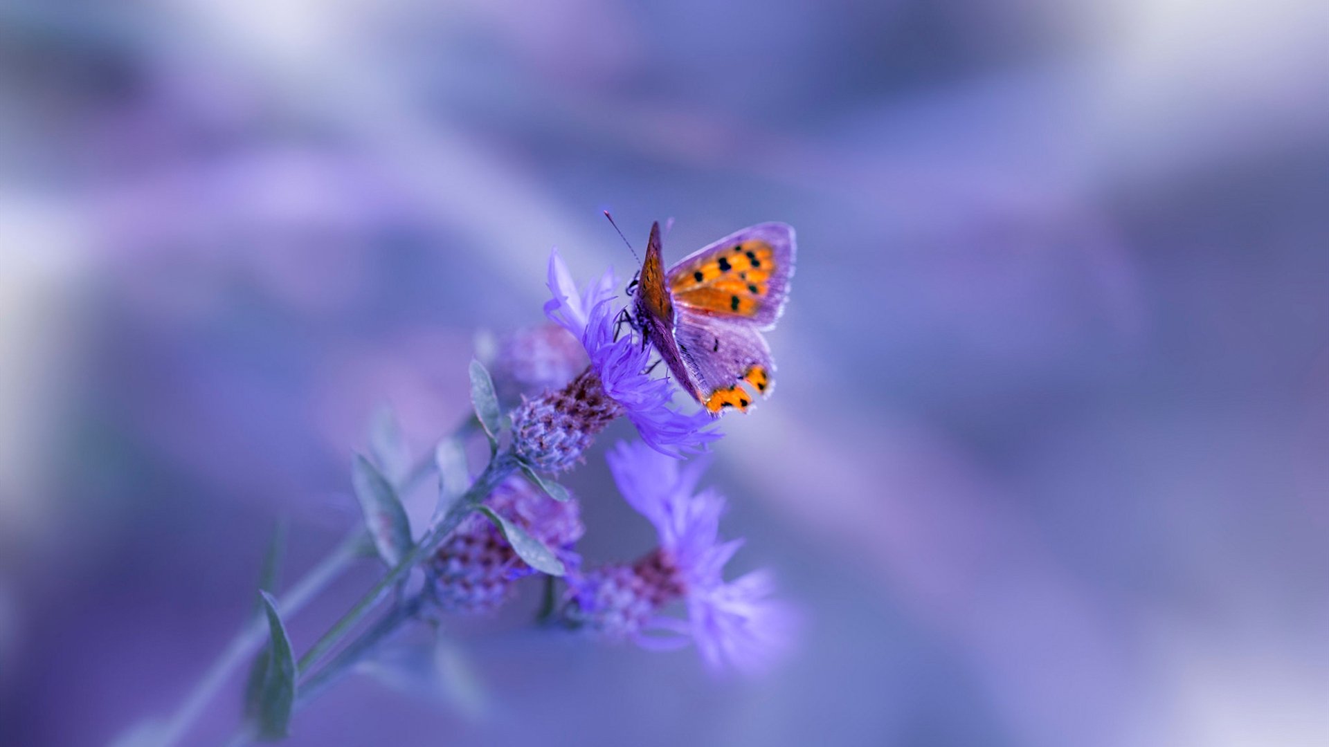 篮球运动员训练数据采集与智能分析平台设计，篮球运动员数据填写