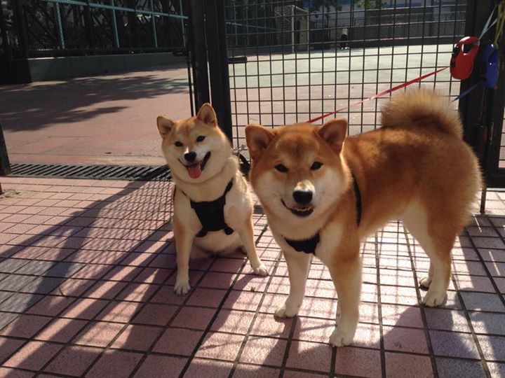 国家队战术风格为何随教练更迭频繁,国家队的训练都是封闭的吗