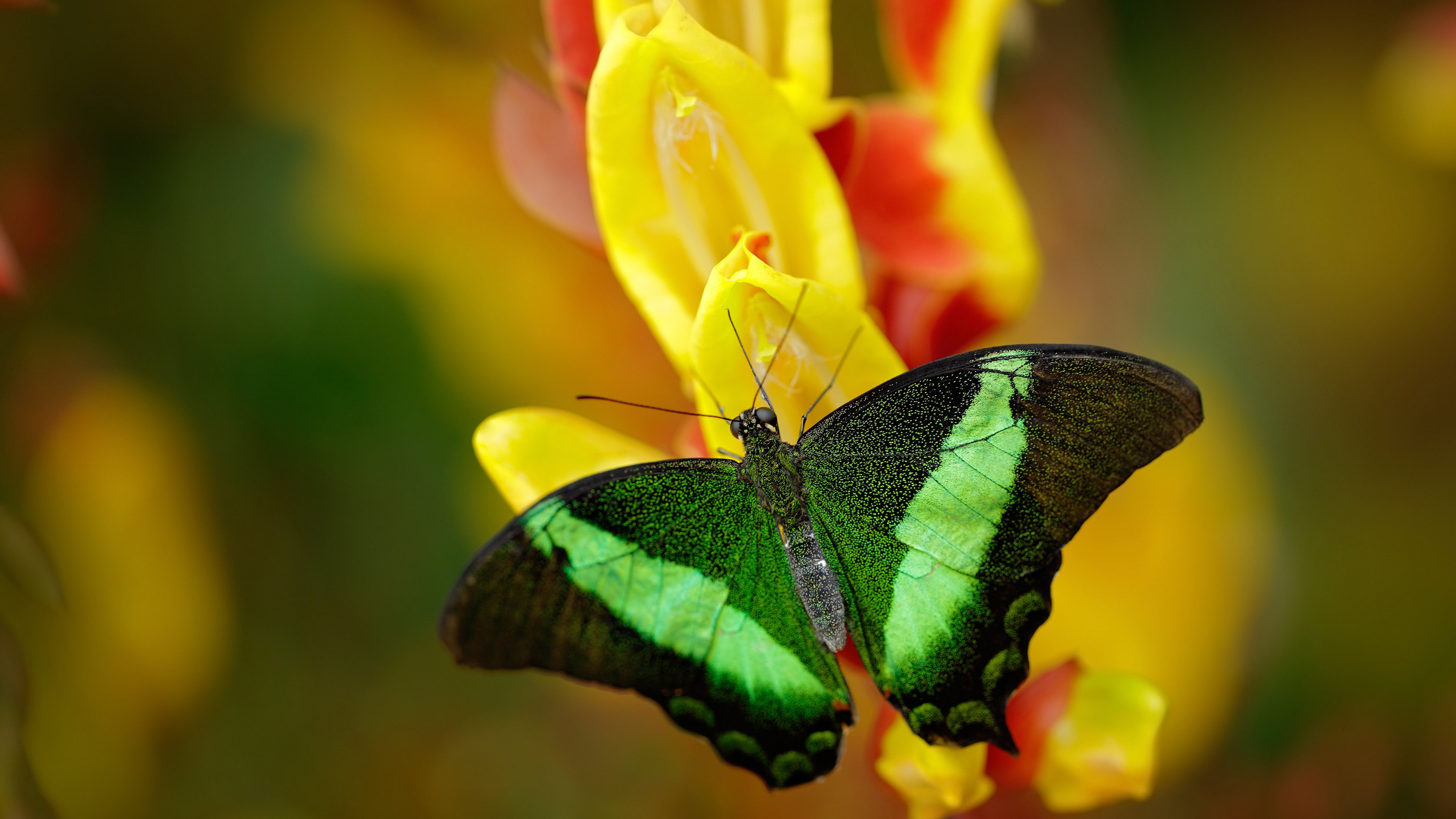 九游官网pc-美国队如何在国际乒联混合团体世界杯中发挥团体优势，美国乒乓球队百度百科