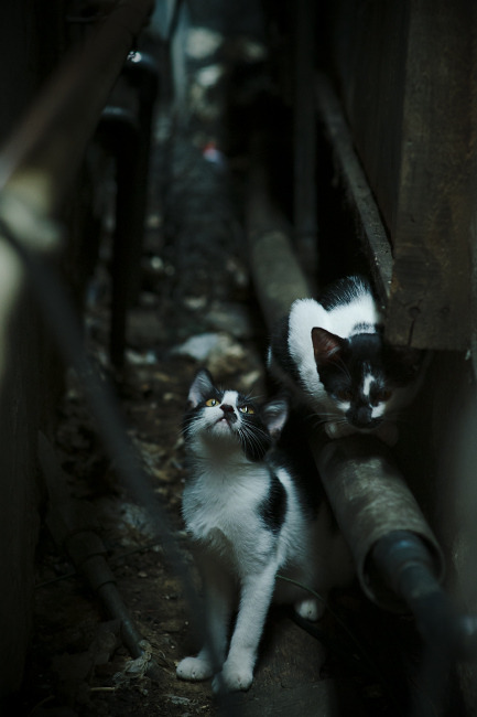 中国足球国家队推动多元文化理解与融合训练，基于文化视角的中国足球发展困境与出路