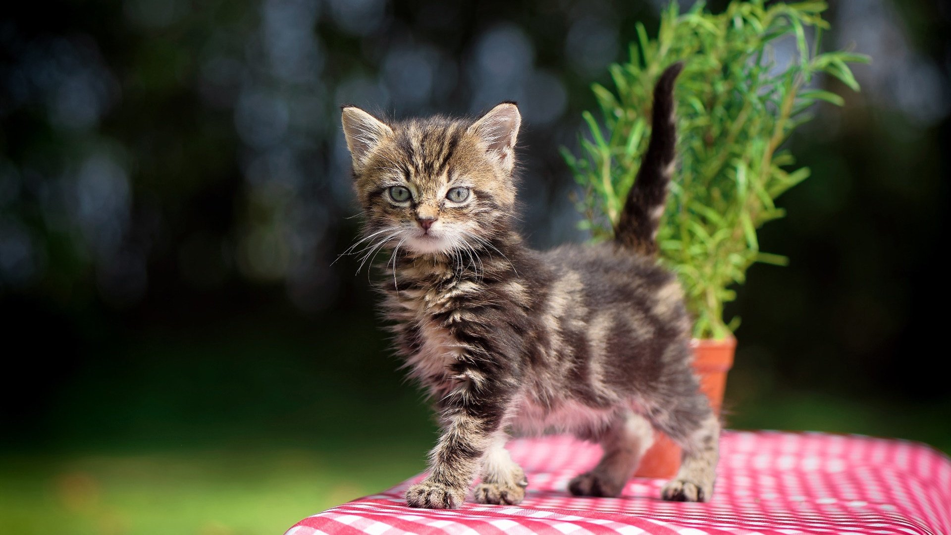 九游娱乐官网 (jiuyou)-中国队赛后感谢团队支持与鼓励，感谢参赛队员的付出