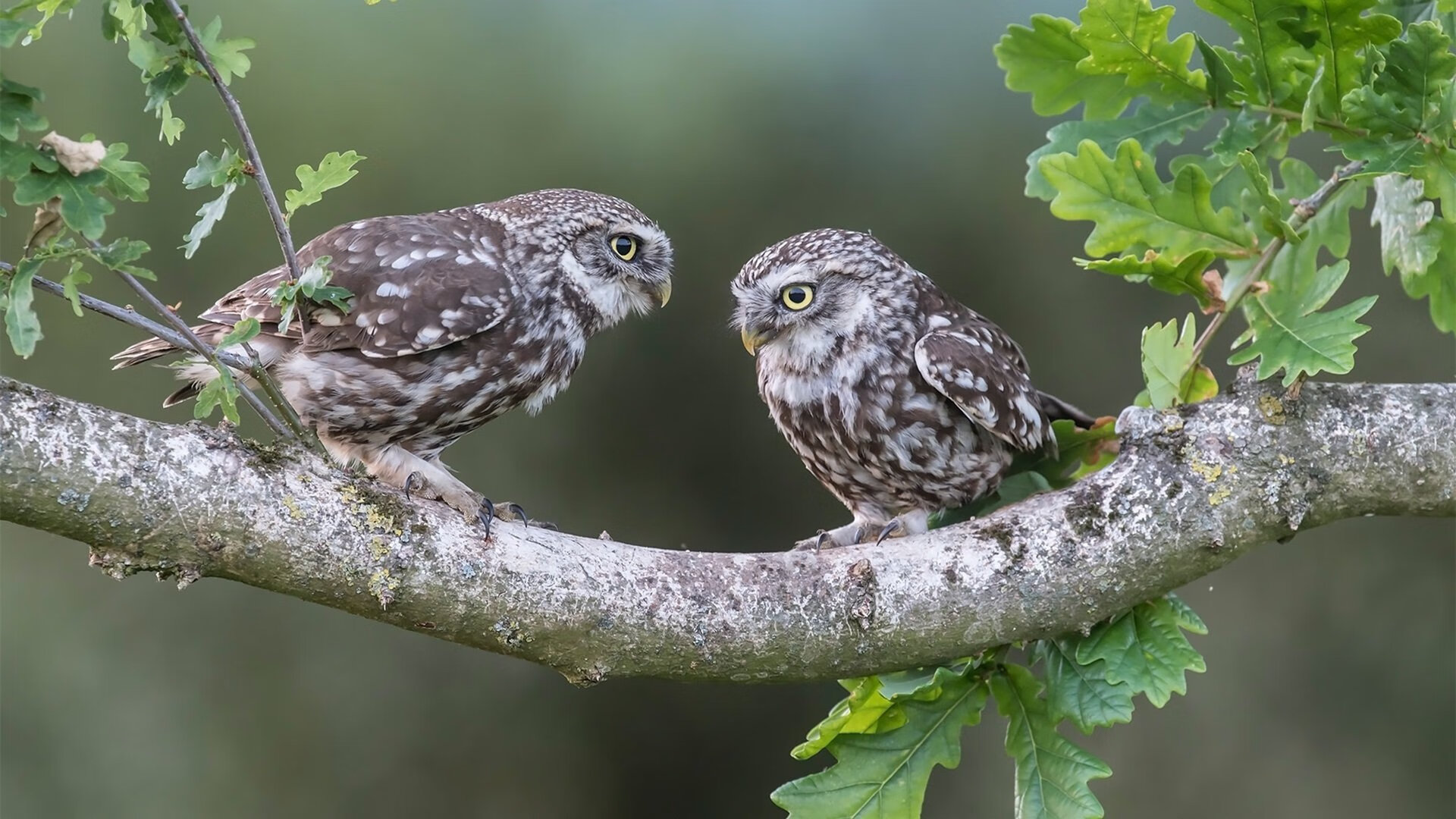 九游jiuyou-希腊女篮在欧洲锦标赛中再夺冠军，传统强队精神永驻，希腊女子篮球队