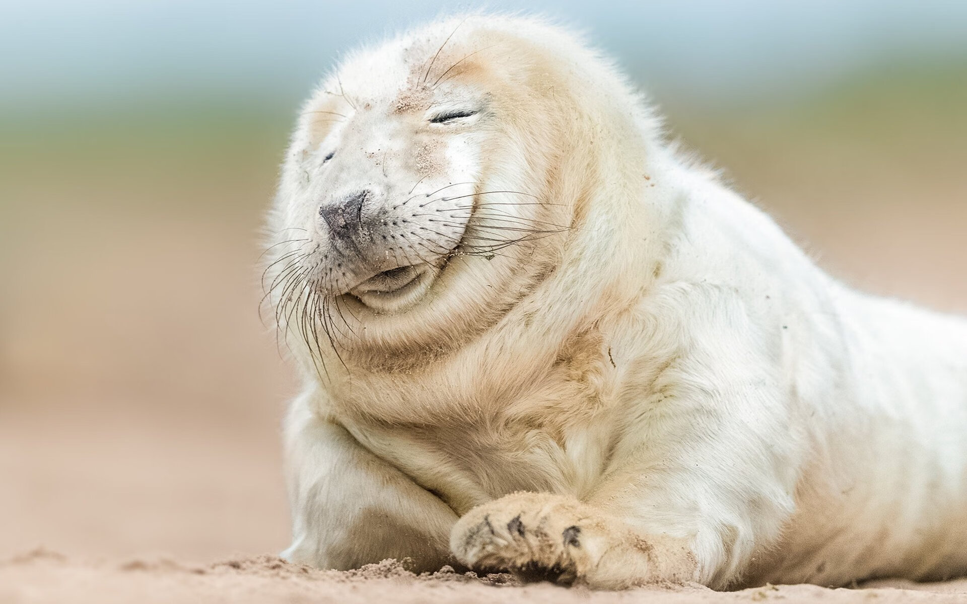 九游网页版官网入口-新西兰橄榄球队面临阵容更新，未来如何规划？，新西兰橄榄球队服