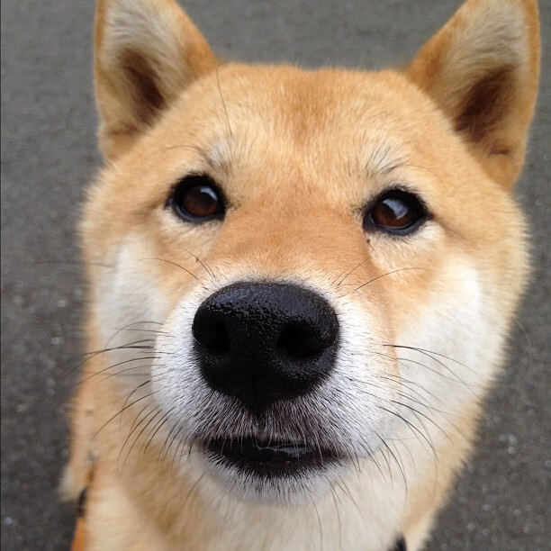 球迷骚乱事件影响比赛，足协启动调查，球迷骚乱有什么特点和危害